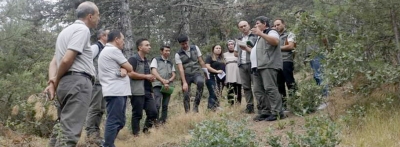 Bolu'da yanan ormanlık alanlar ağaçlandırılıyor