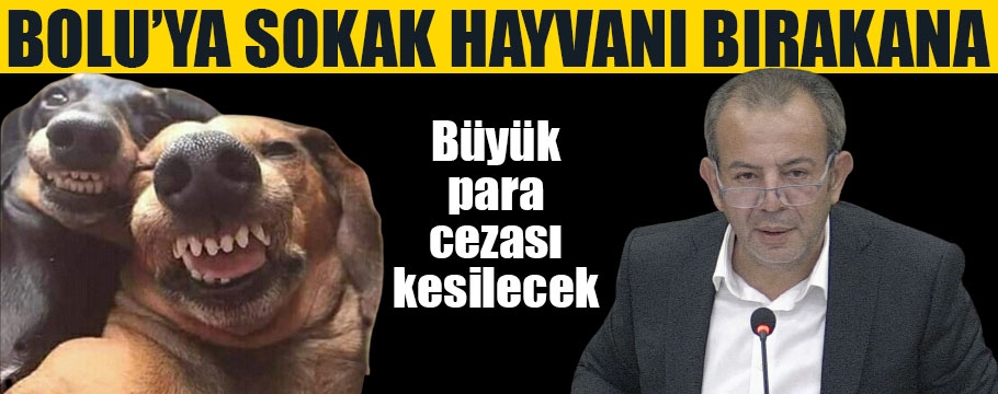 Bolu'ya sokak hayvanı bırakanlara 5 milyona kadar para cezası uygulanacak