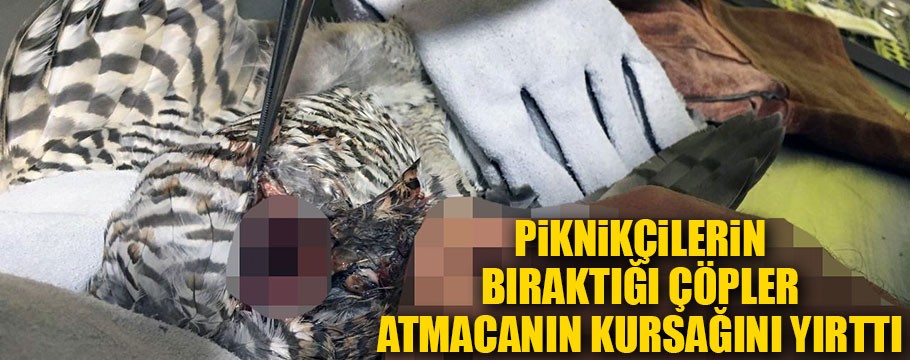 Bolu'da piknikçilerin bıraktığı çöpler atmacanın kursağını yırttı