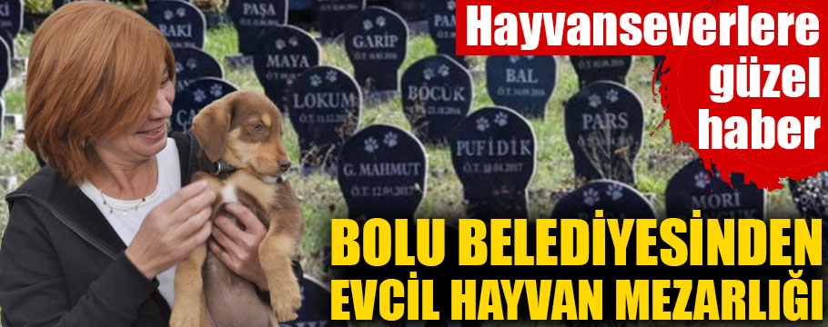 Bolu'da evcil hayvan mezarlığı için yer aranıyor