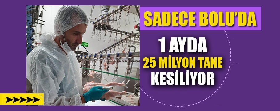 Bolu'da ayda 25 milyon tavuk kesimi yapılıyor