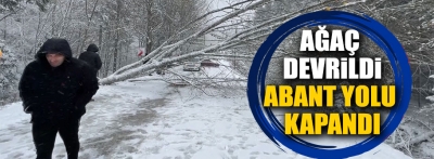 Bolu'da kardan ağaç devrildi, yol trafiğe kapandı