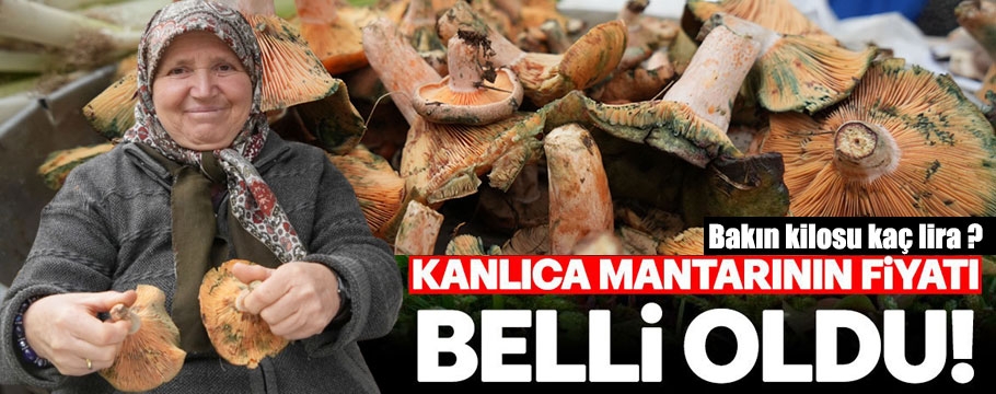 Bolunun vazgeçilmezi kanlıca mantarı bakın kaç liradan satılıyor