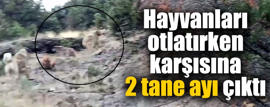 Hayvan otlatırken karşısına 2 ayı birden çıktı