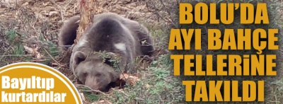 İşte Bolu'da tellere takılıp mahsur kalan ayı 