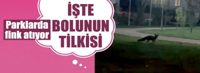 İşte Bolu'nun meşhur tilkisi