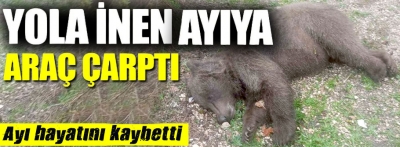 Otomobilin çarptığı bozayı hayatını kaybetti