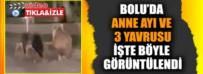 Bolu'da anne ayı ve yavruları böyle görüntülendi