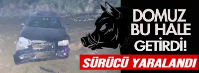 Bolu'da domuza çarpan otomobilin sürücüsü yaralandı