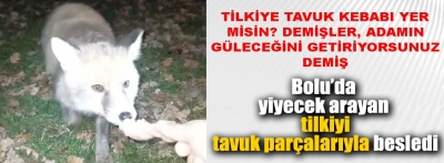 Bolu'da tilkiyi mangal yapacağı tavukla besledi