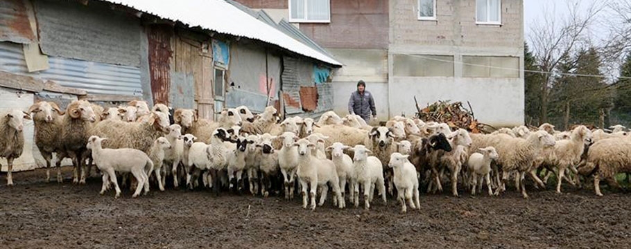 Keçi koyun besleyenlere destek yüzde 100 artırıldı