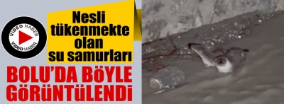 Nesli tükenmekte olan su samurları Bolu'da böyle görüntülendi