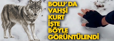 Bolu'da vahşi kurtları böyle görüntüledi