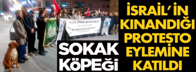 İşte Bolu'da İsrail'i protesto eylemine katılan sokak köpeği