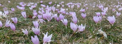 Bolu'da kışın ortasında bahar çiçekleri açtı