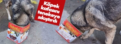 Bolu'da yiyecek arayan köpek kafasını tenekeye sıkıştırdı