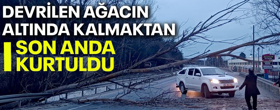 Devrilen ağacın altında kalmaktan son anda kurtuldu