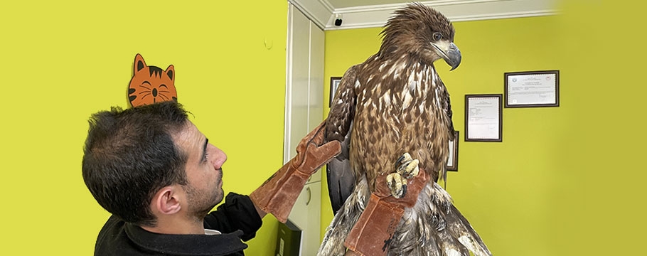 Bolu'da yaralı bulunan kartal kanadını kaybetti