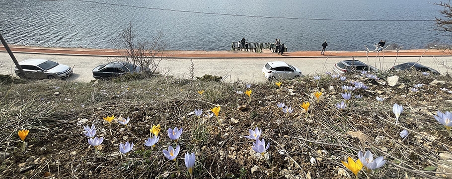 Karların eridiği Abant'ta çiğdemler çiçek açtı