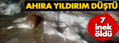 Bolu'da ahıra yıldırım düştü: 7 inek telef oldu