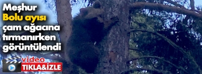 Bolu'nun meşhur ayısı çam ağacına tırmanırken görüntülendi