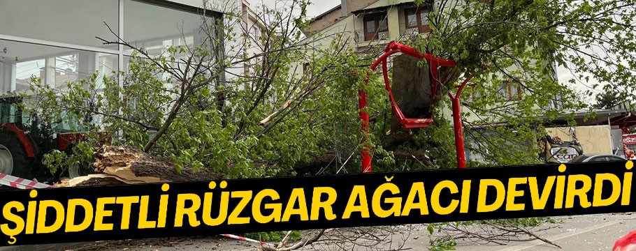 Bolu'da kuvvetli rüzgar ağaç devirdi