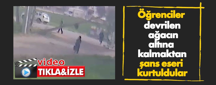 Öğrenciler devrilen ağacın altına kalmaktan son anda kurtuldular