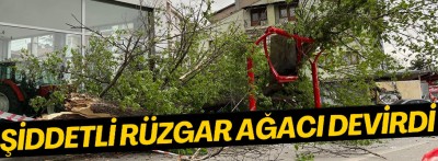 Bolu'da kuvvetli rüzgar ağaç devirdi