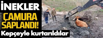 Bolu'da çamura saplanan 2 inek iş makinesiyle kurtarıldı