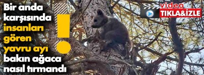 İnsanlardan korkan yavru ayı 15 metrelik ağaca tırmandı
