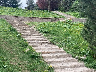 Bolu'da kuvvetli rüzgar ağaç devirdi