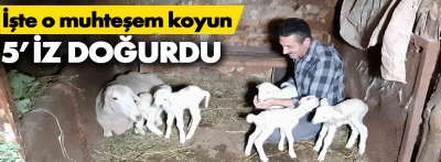 Beşiz doğuran koyun sahibini sevince boğdu