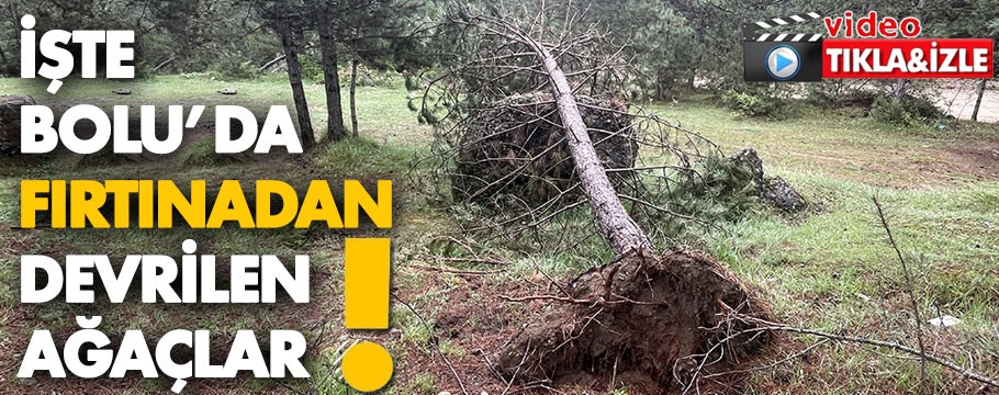 Bolu'da fırtınada devrilen ve kırılan çam ağaçları kaldırılıyor