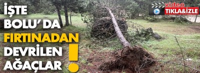 Bolu'da fırtınada devrilen ve kırılan çam ağaçları kaldırılıyor