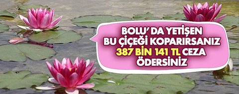 Abant ve Gölcük'te nilüfer çiçeğini kopartmanın cezası 387 bin 141 lira