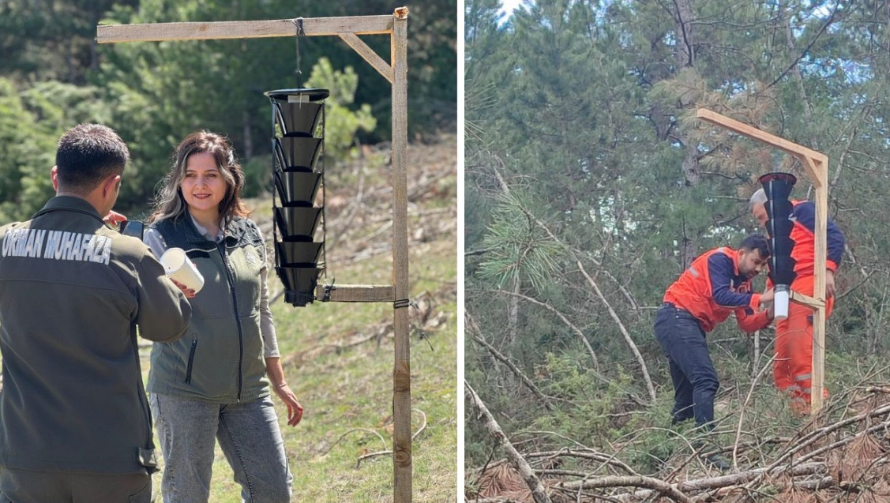 Bolu'da ormanları kurutan böceğe karşı sıkı önlem