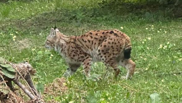 Bolu'da, nesli tükenmekte olan vaşak görüntülendi