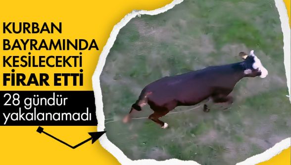Bolu'nun firari ineği 22 gündür yakalanmadı