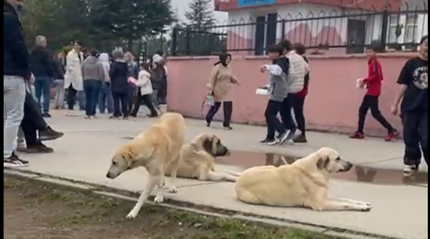 Sokak köpekleri velileri tedirgin etmeye başladı