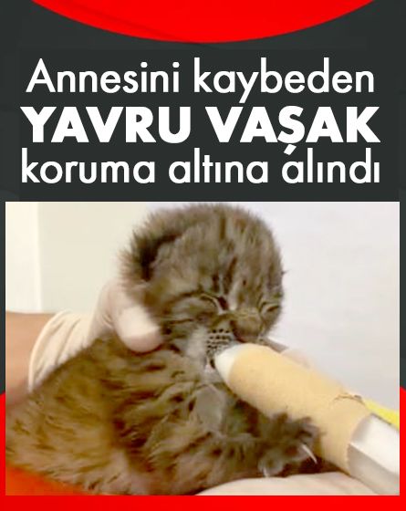 Annesini kaybeden yavru vaşak, korumaya alındı