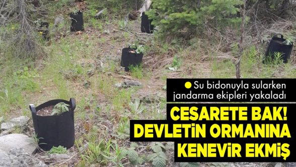 Ormanlık alanda yetiştirdiği kenevirleri sulamaya giderken yakalandı