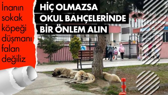 Sokak köpekleri velileri tedirgin etmeye başladı