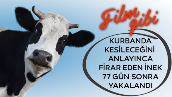 Firari inek 77 gün sonra yakalandı !