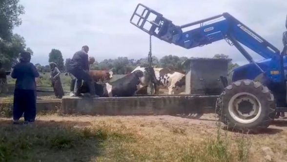 Su oluğunda mahsur kalan ineği köylüler kurtardı