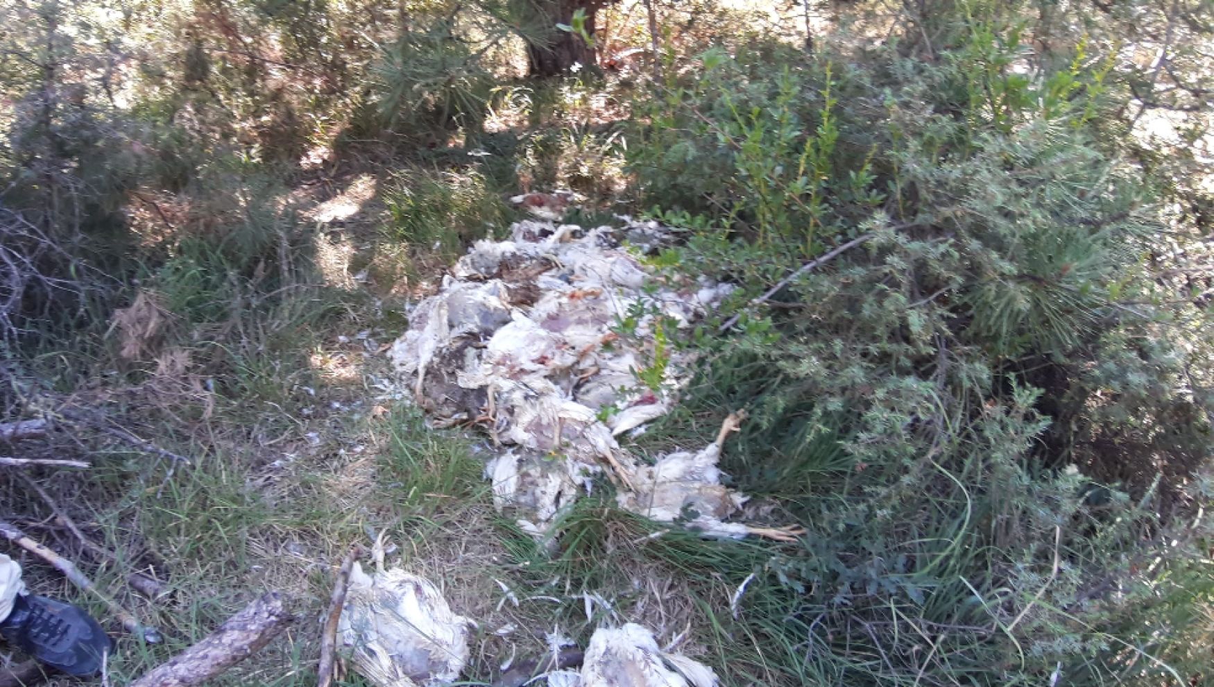 Çobanlık yapan vatandaş tepki gösterdi: 
