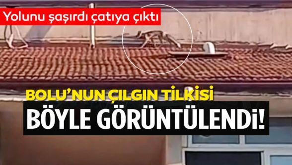 Bolu'da ilginç anlar: Apartman çatısına tilki çıktı