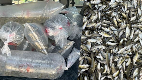 Bolu'da üretilen yavru sazanlar Türkiye'nin dört bir yanına gönderildi