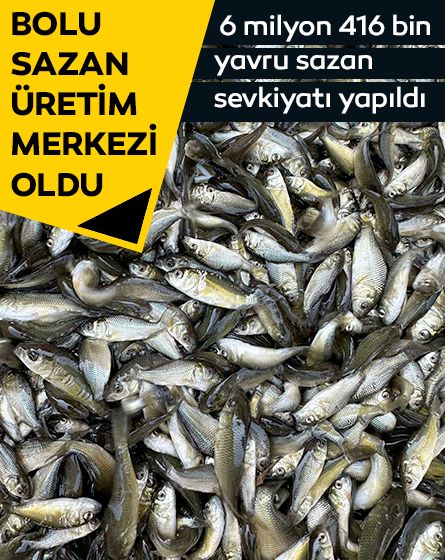 Bolu'da üretilen yavru sazanlar Türkiye'nin dört bir yanına gönderildi