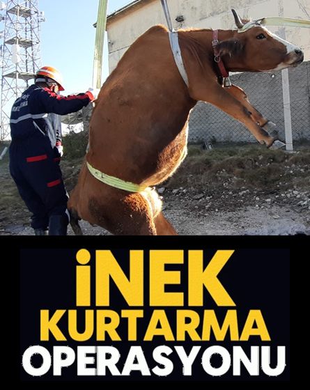 Su kuyusuna düşen inek için kurtarma operasyonu