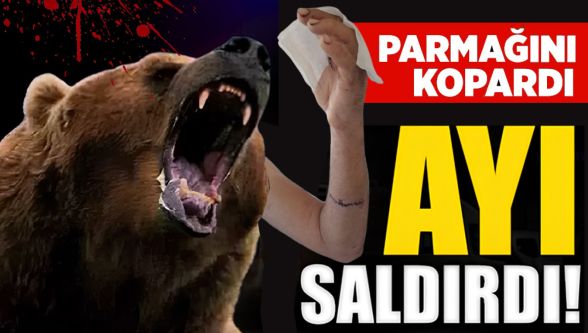 Ayı saldırdı: Parmak koptu